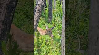 Deer in the woods in Waterton, Canada