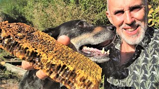 Wild Honey Harvest, Dogs, Fishing, Garden & Homesteading