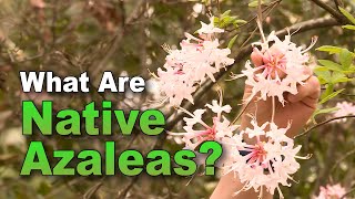 Yes! There Are Native Azaleas: Add Classic Spring Color to Your Southern Landscape