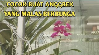 RAMUAN INI TERBUKTI MANJUR UNTUK ANGGREK