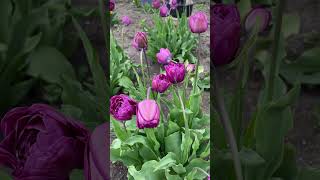 Most Beautiful Flowers 🌷Status video #flowers #viralvideo #trending #shorts#ytrshorts #