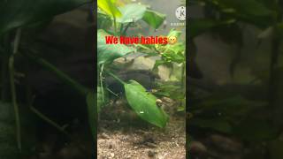 WE GAVE BABIES #shortvideo #fish #fishtank #swordtail