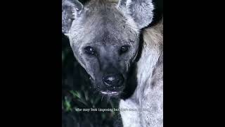 ###shorts#shorts##shorts#shorts #video//  Hyena risks his life