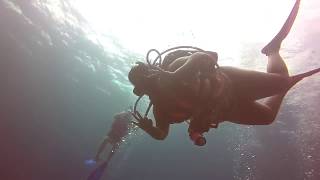 Grand Cayman Diving - Harlequin reef Highlights