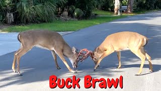 Epic Deer Battle - Still in Velvet