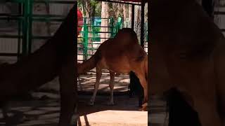 VACA DE ANKOLE,CEBRAS, CAMELLOS Y BURRITA ENANA CON SU BEBE. EN ZOOLÓGICO DE DURANGO.