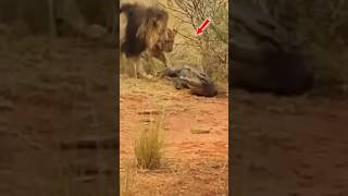 Lions Attack On Crocodile #wildanimals #lion #crocodile