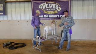 Fitting Goats for Show Day with Mike Harbour