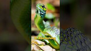 Top 10 most dangerous snakes in the world #shorts #video #trending #viral #shortsfeed #popular