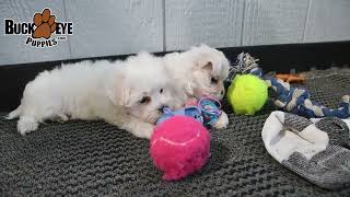 Cuddly Maltese Puppies