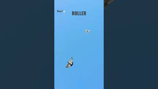 ROLLER pigeons #shorts