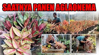 Panen aglaonema Pride Of Sumatra (banyak anak banyak rezeki) 😁