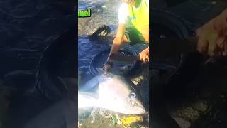 CUT THE HEADS OF TUNA FISH TO SELL IN THE MARKET|FISHING@f3channel.537