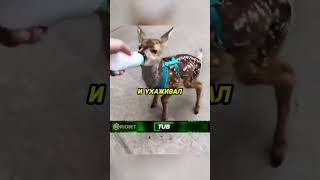 Мужчина спас оленёнка🔥 #животные #animals