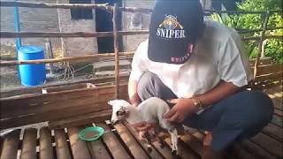 Cara merawat kambing/domba,tidak punya induk atau tidak punya susu,,,