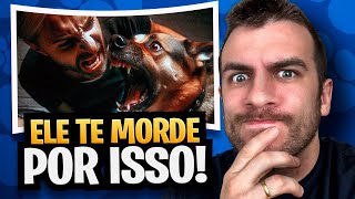 5 Coisas Que Fazem Um Cachorro Te Morder