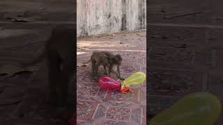 Monkey video  Prank monkey #funny #monkey #monkeyvideo #animals #funnyanimal #monkeyshow #animals