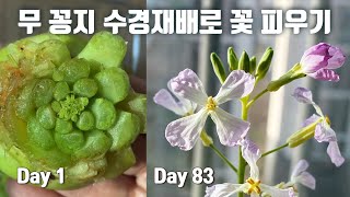 실내에서 무청 키워 꽃피우기:: 무청 수경재배:: 무꽁지:: 장다리꽃:: radish flowers