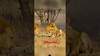 Lions Kill Cheetah #animals #shortsfeed #wildlife #viralvideo