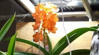 VANDA FLORIDA NO ORQUIDÁRIO- ATUALIZANDO.