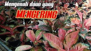 14.Cara menangani daun aglaonema MENGERING