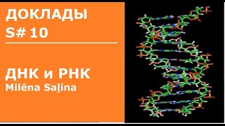 Доклады  S#10  Milēna Saļina.  ДНК и РНК
