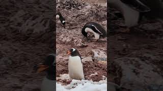 Little Gentoo Penguin collecting rocks for his wifey in Antarctica