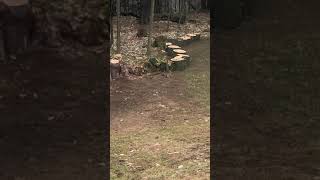 RAW FOOTAGE: Squirrel Forgets Hiding Spot for Nuts