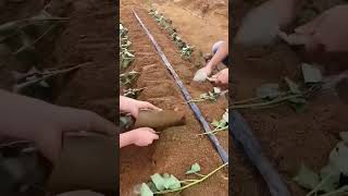 sweet potato planting techniques