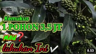 Cara merawat pohon kemukus yang baru di tanam