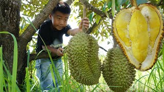 Durian fruit season, Harvest Durian fruit and cooking - Chef Seyhak