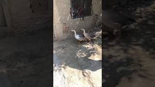 Atne ache ducks plhe bar dekhi mana || mugha bhe lane ha ya