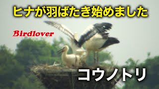 コウノトリのヒナがパタパタを見せてくれました。