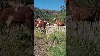 #punjabisong #himalayangoat #himalayanfarming #nature @multiamazingvideos3267