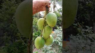 plz halp me to 1k subscriber🥲#shortvideo #subscriber#trending #fruit #nature #subscribetomychannel