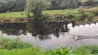 Salmon in the bush river