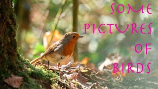 Some Fujifilm Bird Photography