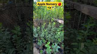 Apple Tree nursery 2023 Growth #shorts #Growth #appletree