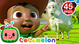 Can Cody Catch Ba Ba Black Sheep? | Cody and Friends! Sing with CoComelon