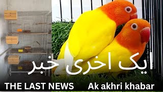 THE LAST NEWS | lovebirds breeding business | AK AKHRI KHABAR | July 11, 2024