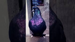 Mundian pigeon 💚⬆️#YouTube video #viral video #trending #top #pigeon #shorts