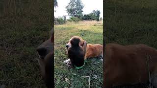 Monkeys and dogs ស្វា និងឆ្កែ #monkeylove #monkeyvideo #monkeydluffy#babymonkey #monkeyvideos