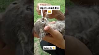 MEMBERI OBAT PELANCAR B*B ANAK KUCING #kucing #kucinglucu #shorts