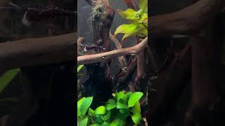 Rare shrimp in a planted aquarium. #fish #shrimp #aquarium #aquascape #fishtank #guppy