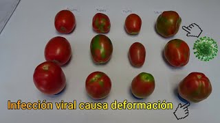 Infección viral mixta: Virus Rugoso del Tomate + Pepino Mosaic Virus