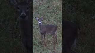 That deer busted me