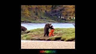 bear fight