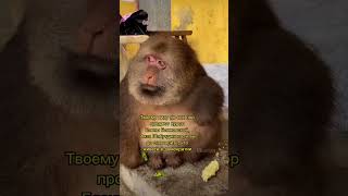 Обезьяна VS человек. Кто же умнее? #monkey