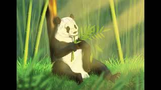 Drawing a Panda Bear