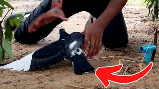 Wow! Amazing idea with Unique Bird Trap Catching Pigeon and work100%